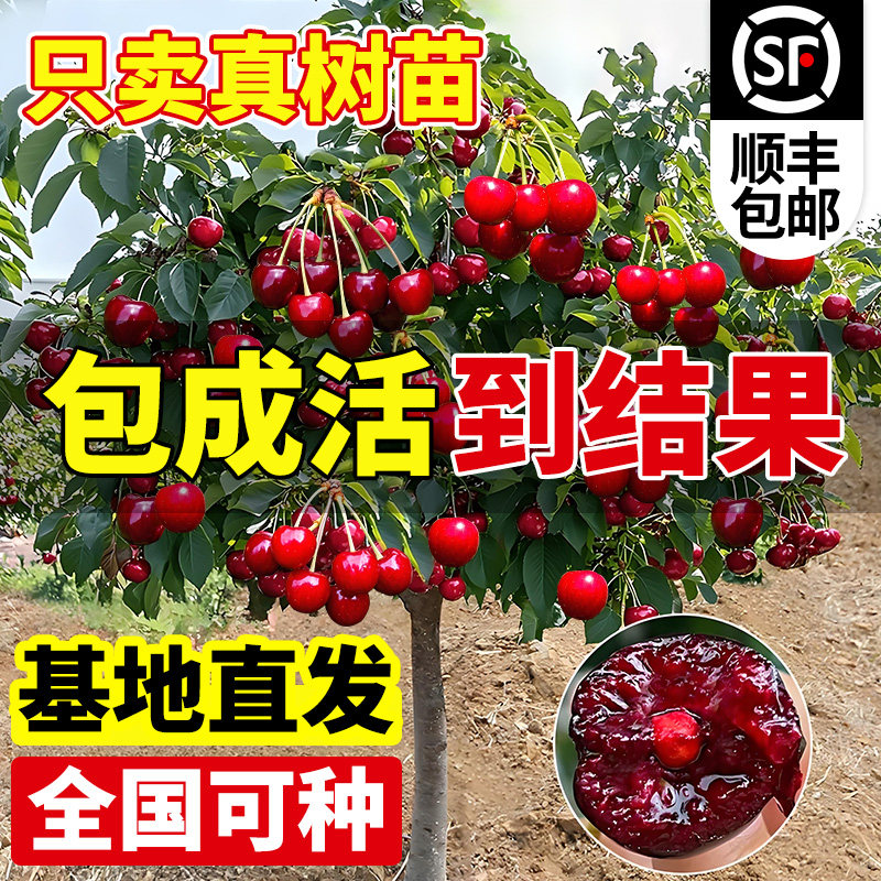 正宗车厘子树苗盆栽矮化黑珍珠里大樱桃树果树南方北方种植果苗