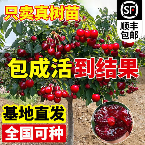 正宗车厘子树苗盆栽矮化黑