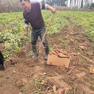 陕北特产榆林鱼河沙地香蕉红薯农家自种新鲜蜜薯现挖现发羊粪施肥