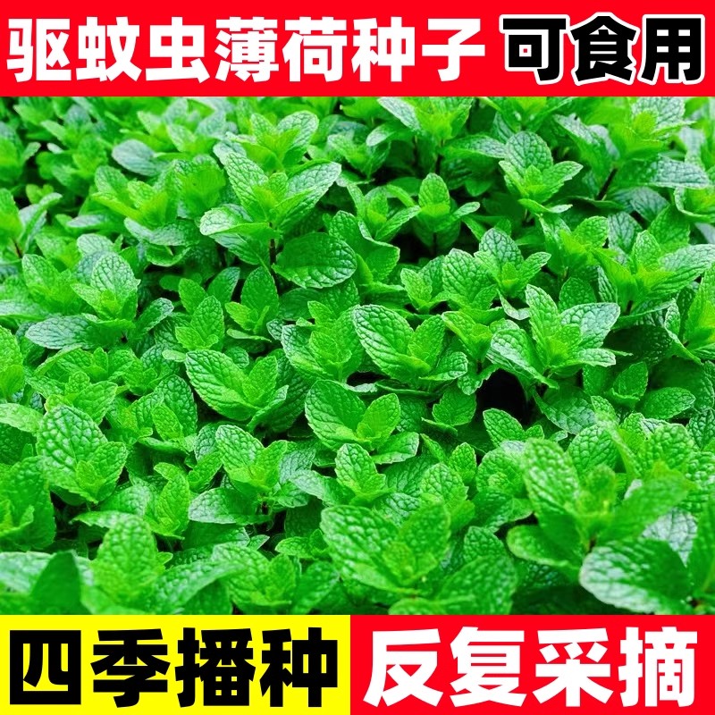 薄荷可食用驱蚊种子四季盆栽猫易图片