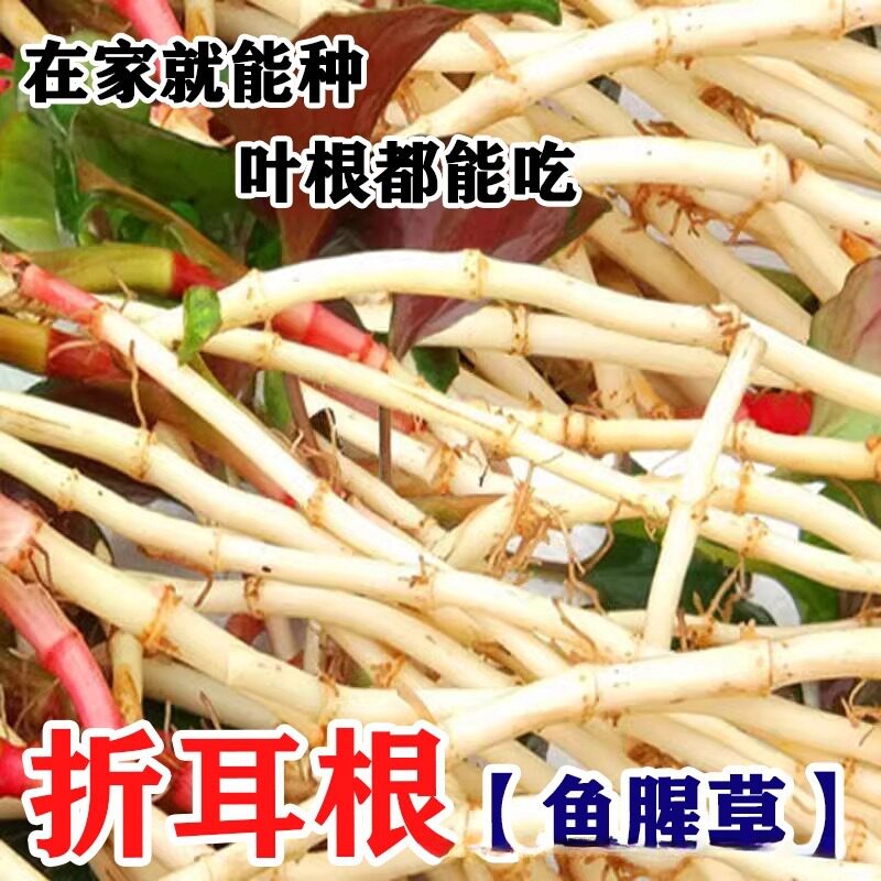 鱼腥草种子折耳根种籽新鲜盆栽四季易活种苗云南贵州四川蔬菜种植
