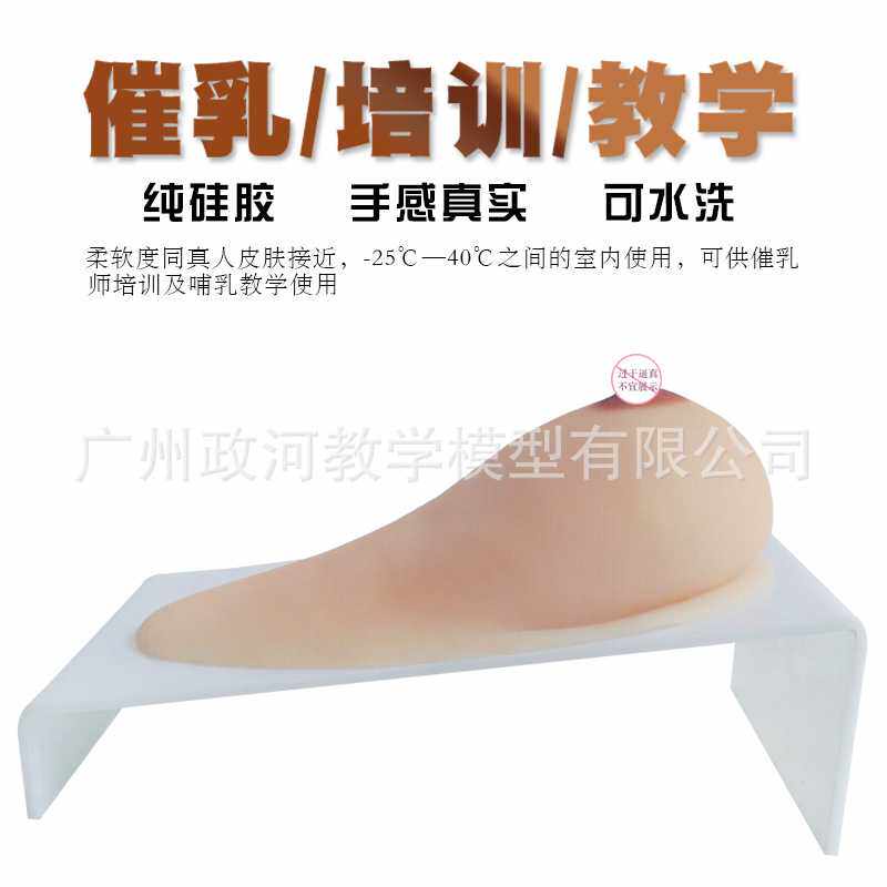 女性乳房模型带乳晕 催乳师培训道具哺乳教学模型硅胶 医学教具