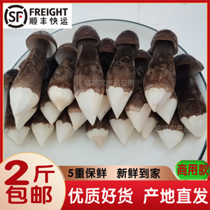 新鲜黑皮鸡枞菌500g食用菌菇 餐饮 酒店 会客 商用食材 2斤包邮