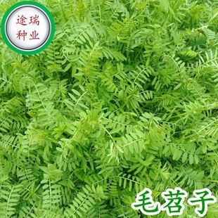 毛苕子种子果园绿肥饲用养殖牧草蜜源花卉固土护坡长柔毛野豌豆籽