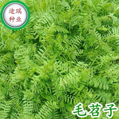 毛苕子种果园绿肥饲用养殖牧草