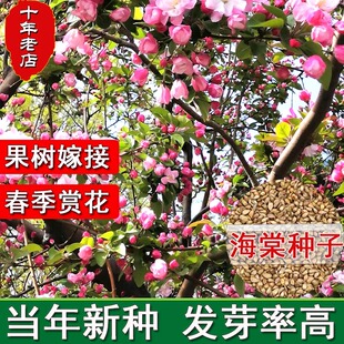 海棠树种子嫁接苹果树砧木北美八棱四季西府木瓜山丁子甜茶籽