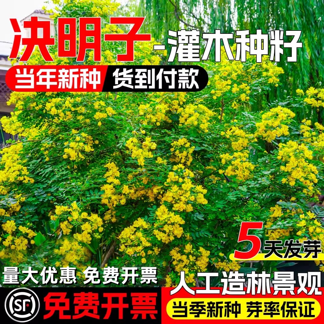 决明子种子护坡固土植物灌木草种籽枣林景观绿化边坡高速公路草籽