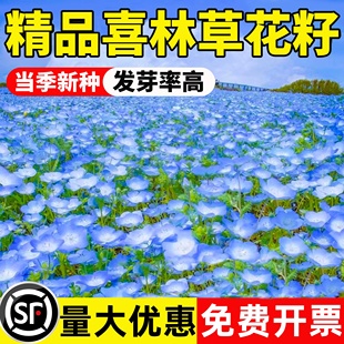 喜林草花种四季种植庭院阳台开花盆栽花苗多年生易活花卉银叶种子