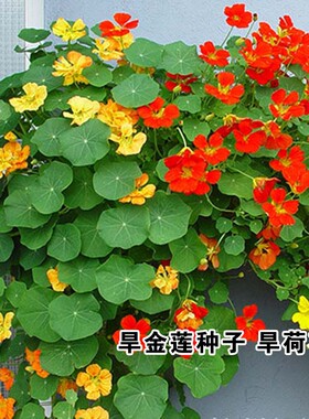 旱金莲种子花籽四季播开荷