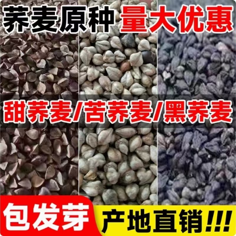 荞麦种子优质甜荞麦种子四季种图片