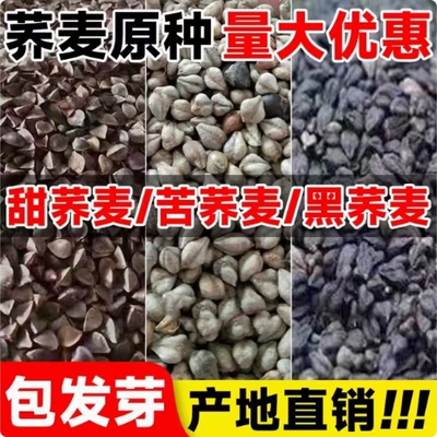 荞麦种子优质甜荞麦种子四季种