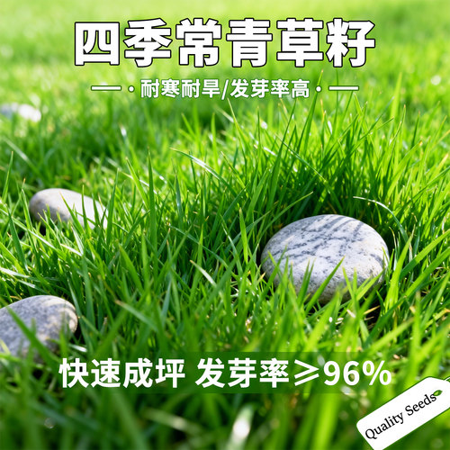 地毯草坪种子四季青不修剪绿化