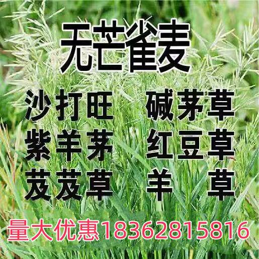 无芒雀麦草籽披碱草碱茅草紫羊