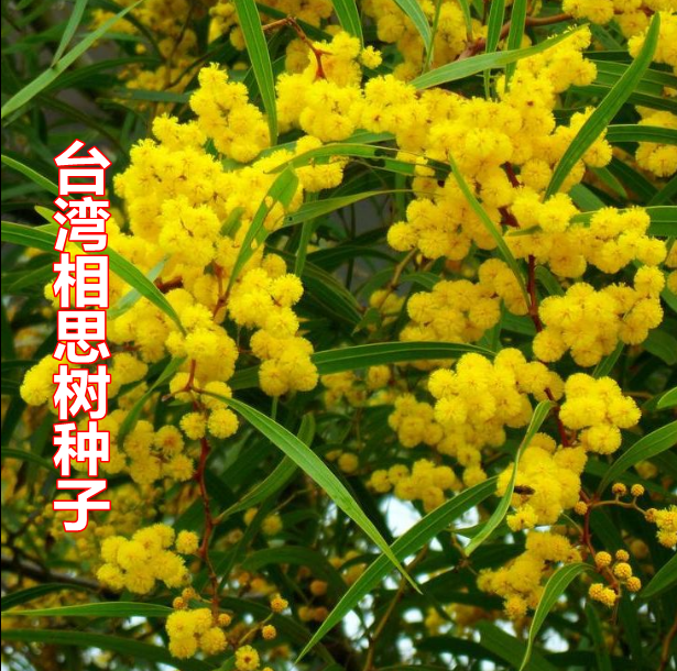 优质新台湾相思种子柳树洋桂花