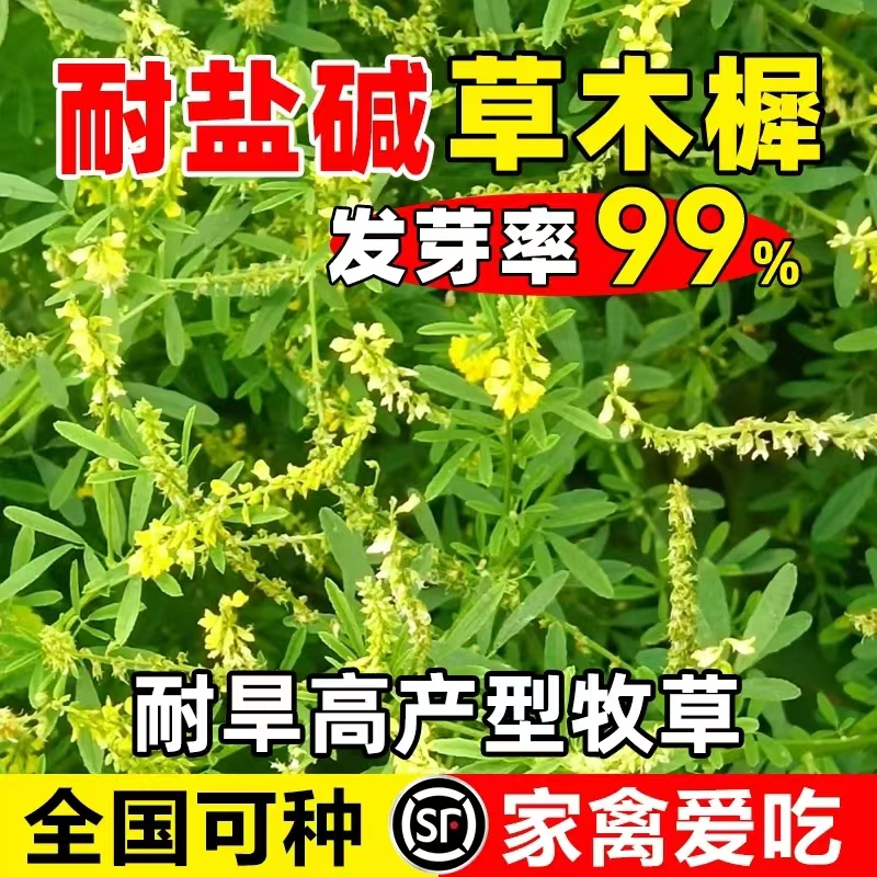 草木犀种子草木樨籽优质牧草种