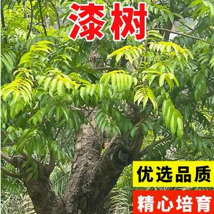 漆树种子四季种易活庭院景观油漆树种列加氏金大小野生木漆树种籽