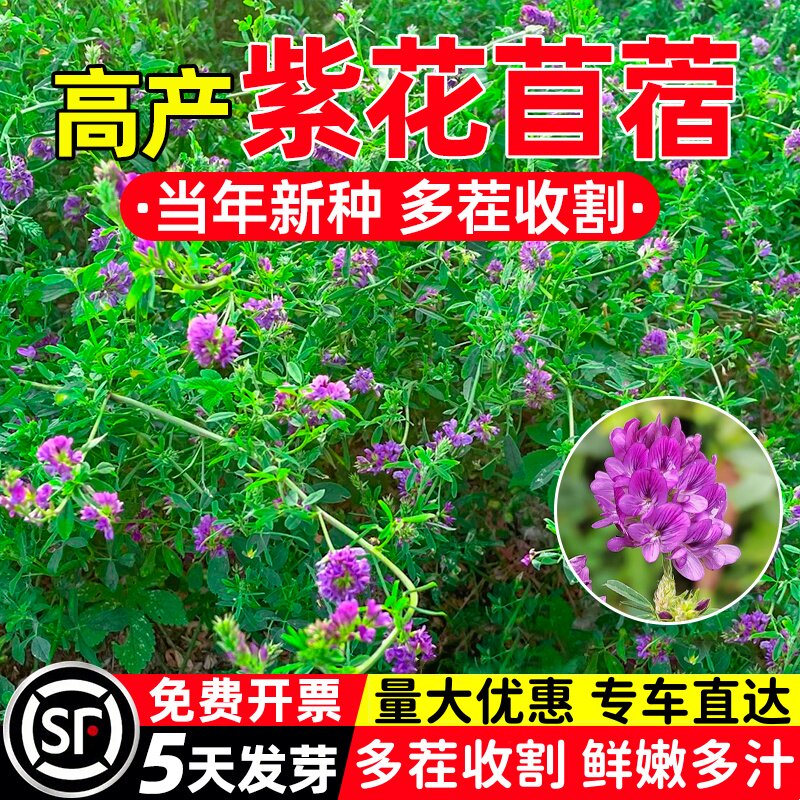 紫花苜蓿草籽种 兔子牧草种子畜牧种籽 目苜宿草种籽