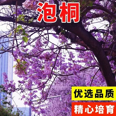 泡桐种子白花泡桐种子四季种桐木