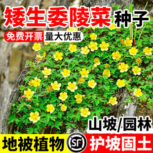 委陵菜种子蛤蟆草籽翻白草白头翁多年生绿化地被植物花籽四季播种