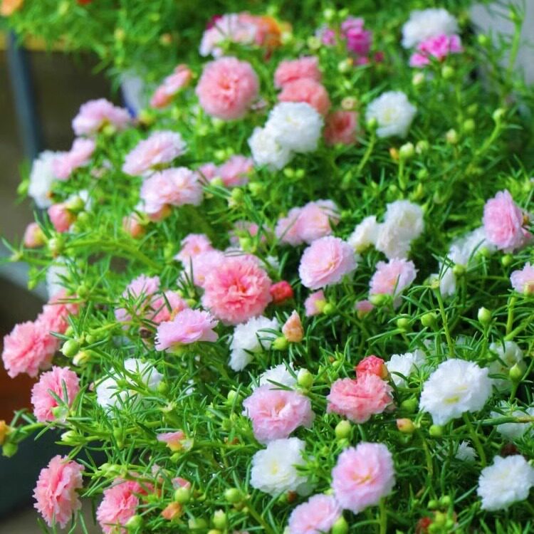 重瓣太阳花种籽子四季播种开花种孑阳台盆栽花卉种子波斯菊种植