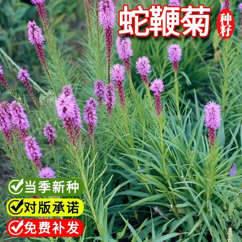 蛇鞭菊种子春秋播种观花种子多年