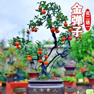 新采金弹子种子鸡血红老鸦柿种子乌柿灯泡型葫芦果高档盆景树种子