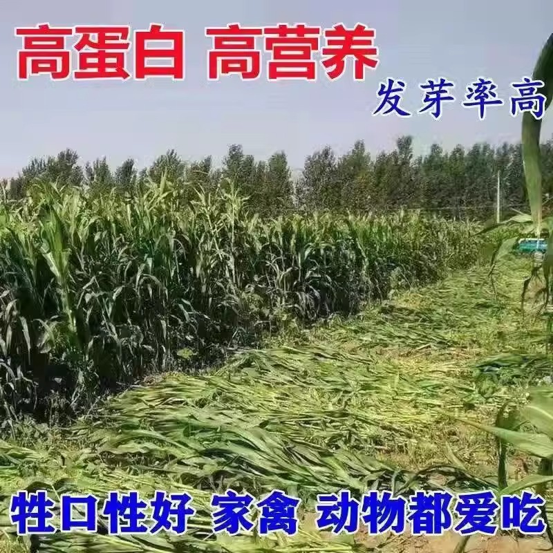 进口耐寒大叶无毛甜象草3号牧草种子多年生四季青高产养猪牛羊鱼