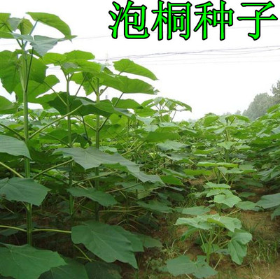 泡桐种子白花大果空木水树紫毛