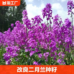 二月兰花籽秋播花种子宿根四季易活耐阴耐寒花种籽子种植春天