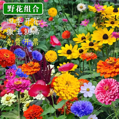 野花组合花种子室外除虫菊花种籽