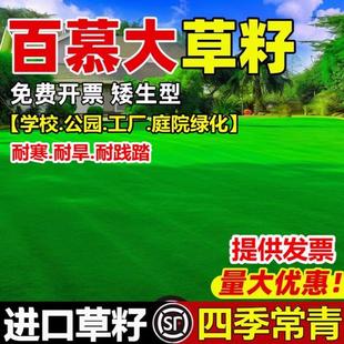 矮生百慕大草籽绿化四季常青露营民宿草皮种籽耐旱耐践踏草坪种子