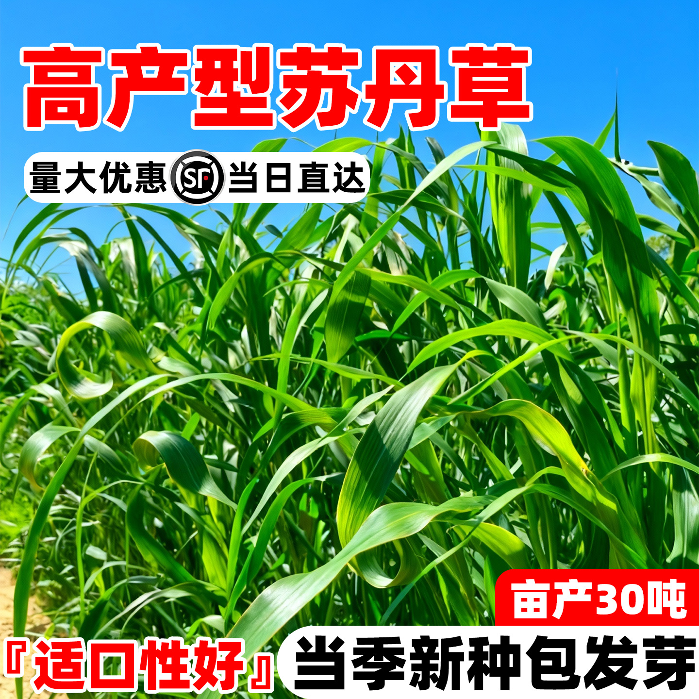 进口苏丹草草籽高丹草种四季猪牛羊种子牧草喂鱼养殖再生鱼草种籽