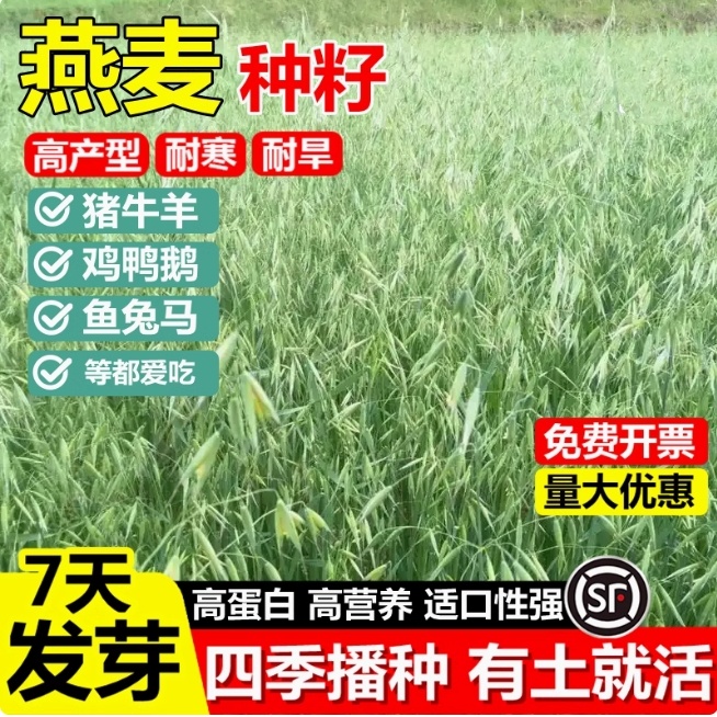 饲用燕麦种子四季高产高蛋白耐寒牧草草籽畜牧养殖猪牛羊鸡鸭鹅鱼