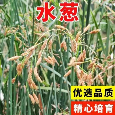 水生植物水葱种子净化水质鱼池