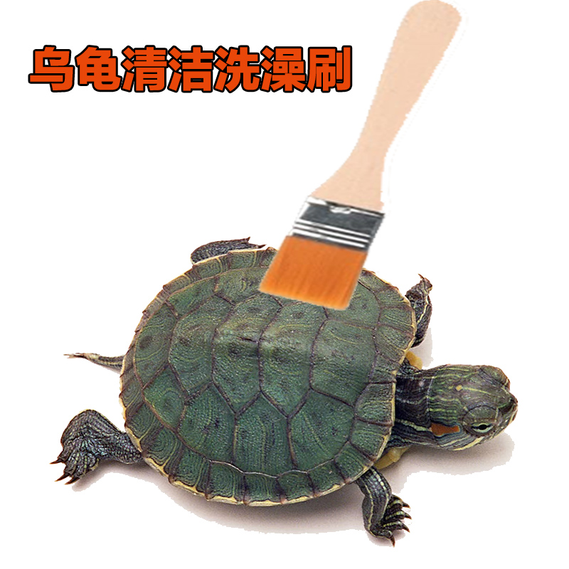 黄缘龟闭壳龟小刷子清洗龟壳工具