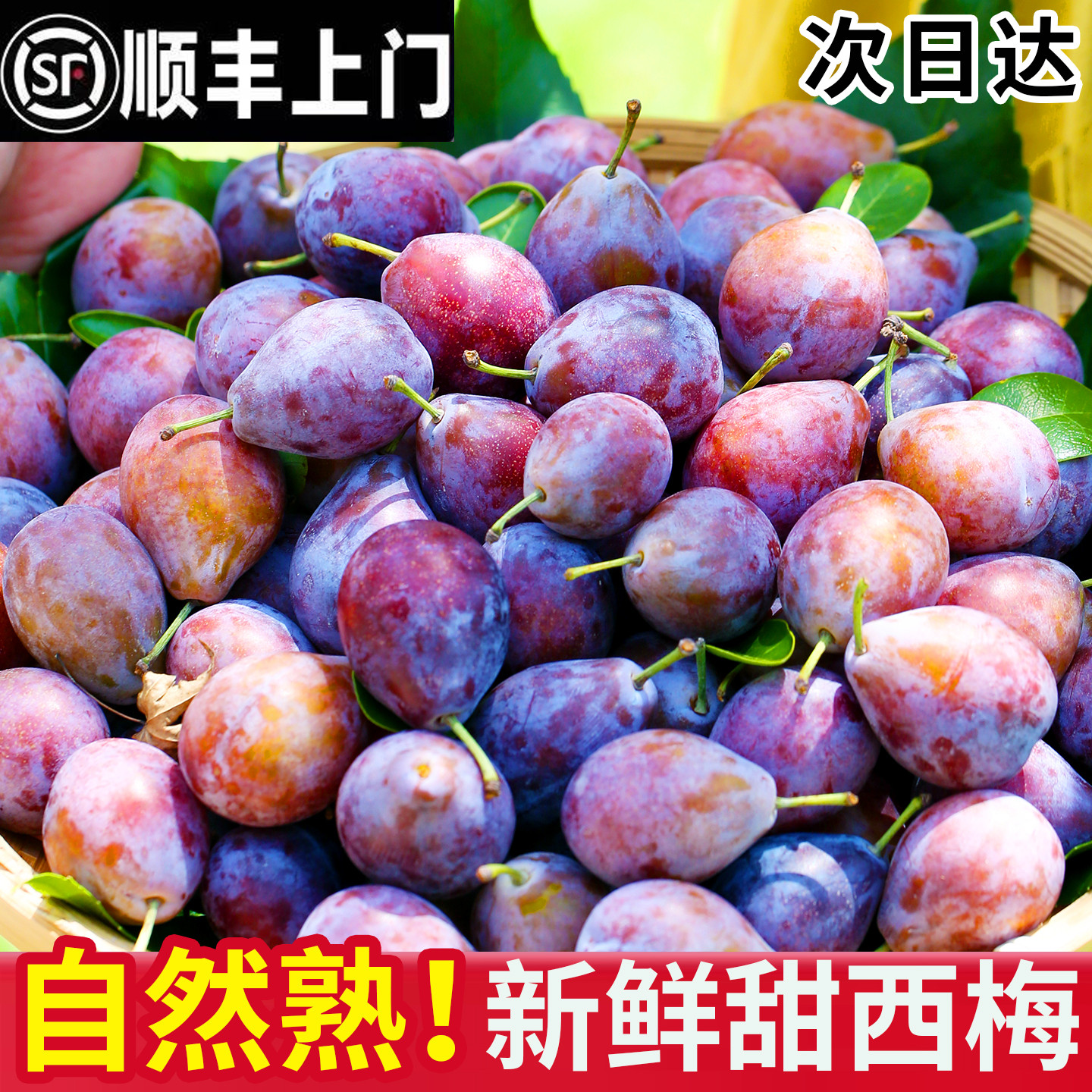 正宗新鲜西梅现摘现发坏果包赔
