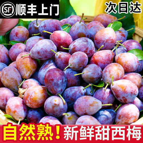 正宗新鲜西梅现摘现发坏果包赔