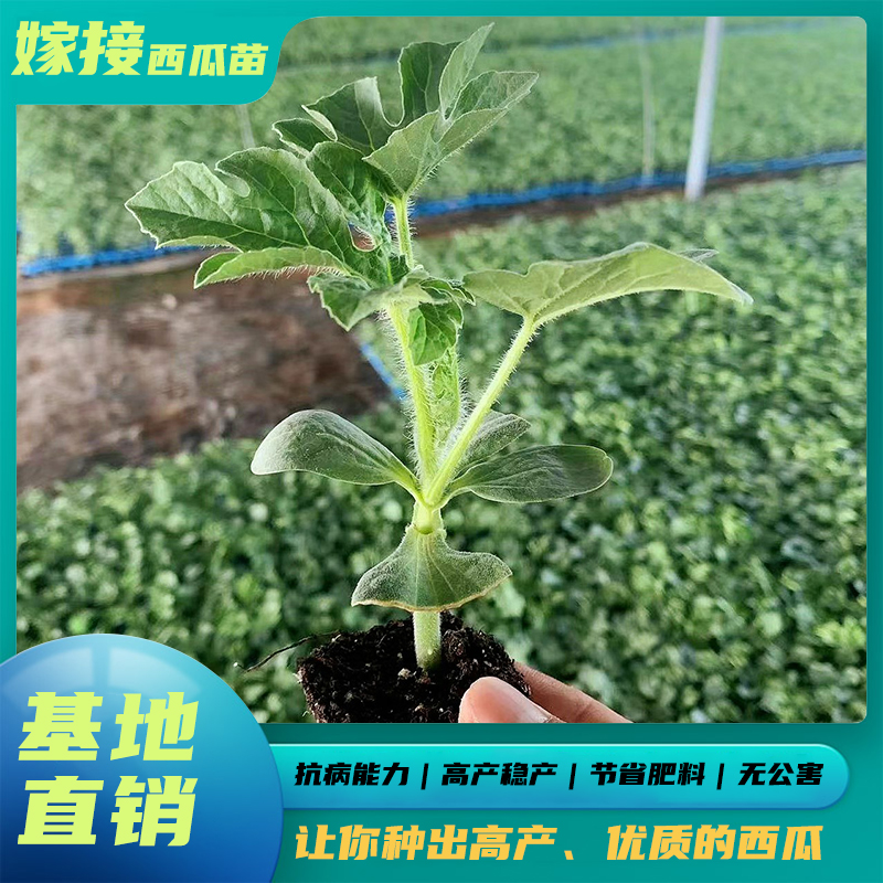 嫁接西瓜苗8424麒麟西瓜苗南方大棚春季盆栽地栽西瓜苗种植育易养-封面