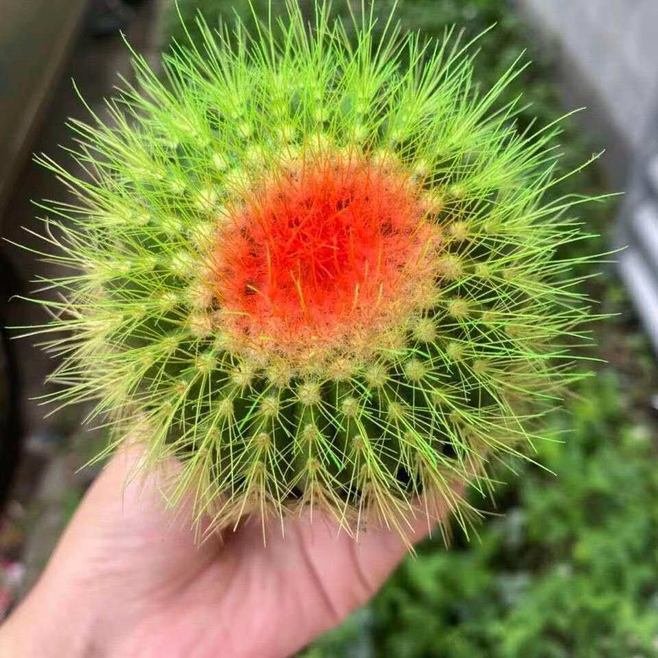 金虎大号仙人球实生金琥高端红虎仙人掌室内多肉植物花盆栽防辐射