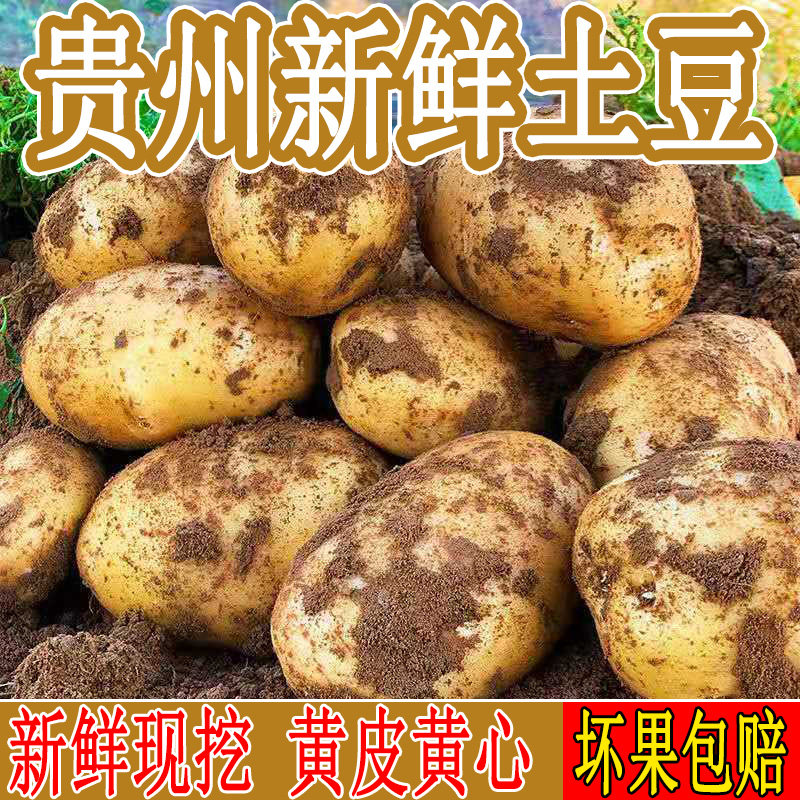 贵州黄皮土豆黄心沙面马铃薯批发洋芋整箱正宗黄心土豆今年新货