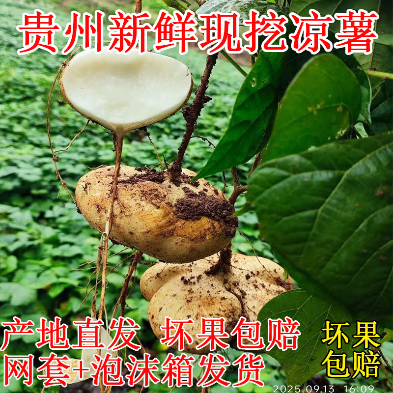 贵州凉薯特产现挖凉薯新鲜白地瓜地萝卜农家特产沙葛地瓜当季水果