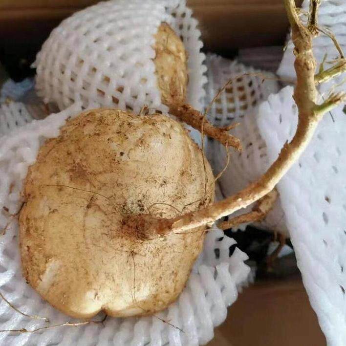 湖北凉薯特产现挖凉薯新鲜白地瓜地萝卜农家特产沙葛地瓜当季水果