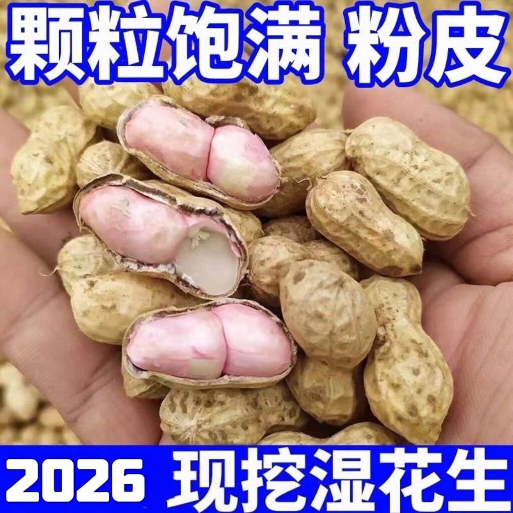 2026年新鲜现挖现发花生现发带壳泥湿花生批发可水煮花生带壳