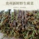贵州新鲜蕨菜野生现摘甜蕨山野菜拳头菜龙爪菜厥菜蕨苔应季 蔬菜