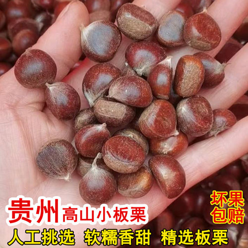 贵州生小板栗新货2025新鲜板栗现摘板栗毛栗子高山板栗油栗子