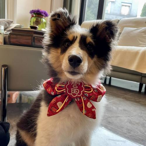 狗狗喜庆围巾新年围脖过拜年结婚衣服婚礼红配饰可爱项圈柴犬领结