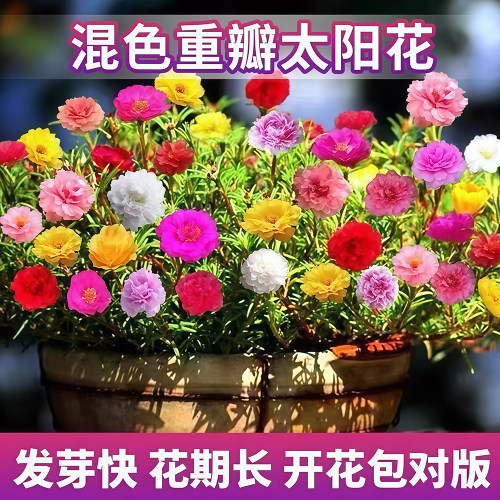 重瓣太阳花种子四季开花易活庭院