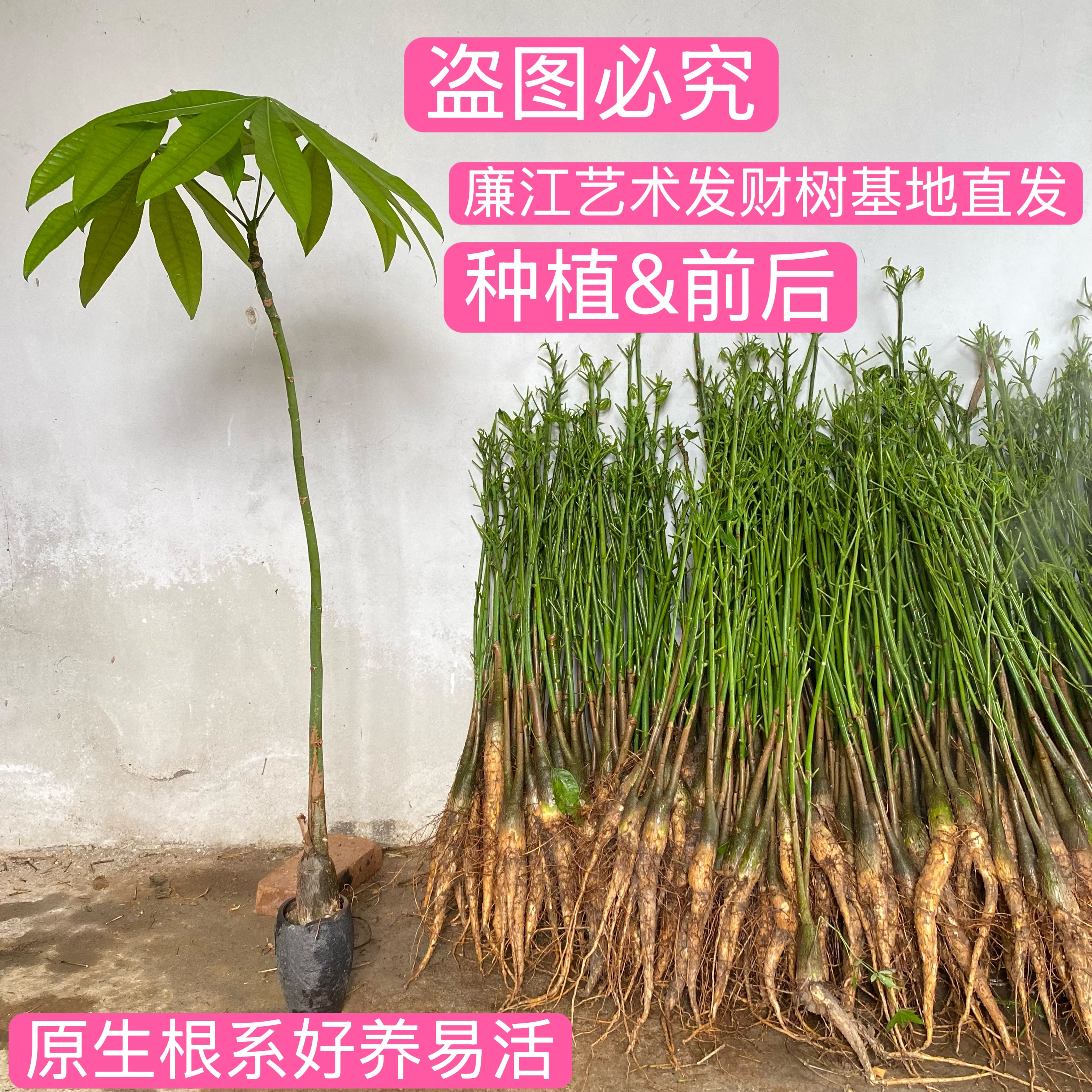 原生双杆发财树盆栽奇趣独特玄关客厅桌面网红懒人招财盆栽包存活