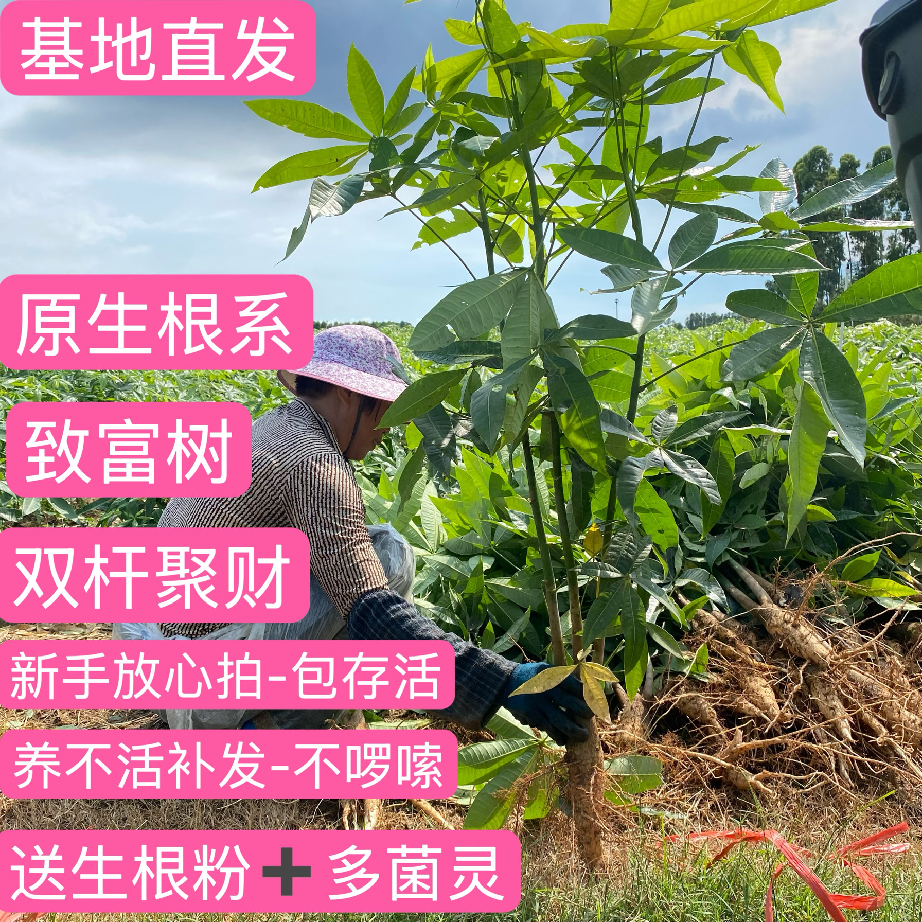原生双杆发财树盆栽奇趣独特造型玄关客厅桌面网红懒人招财盆栽