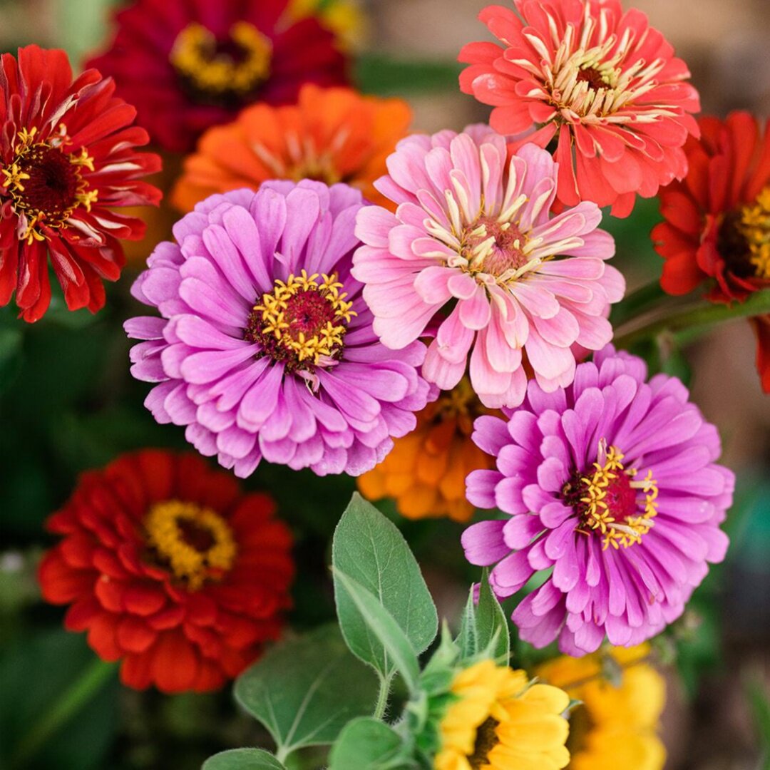 大花百日草花籽百日菊步步高花种子重瓣百日草新手易种耐热花期长